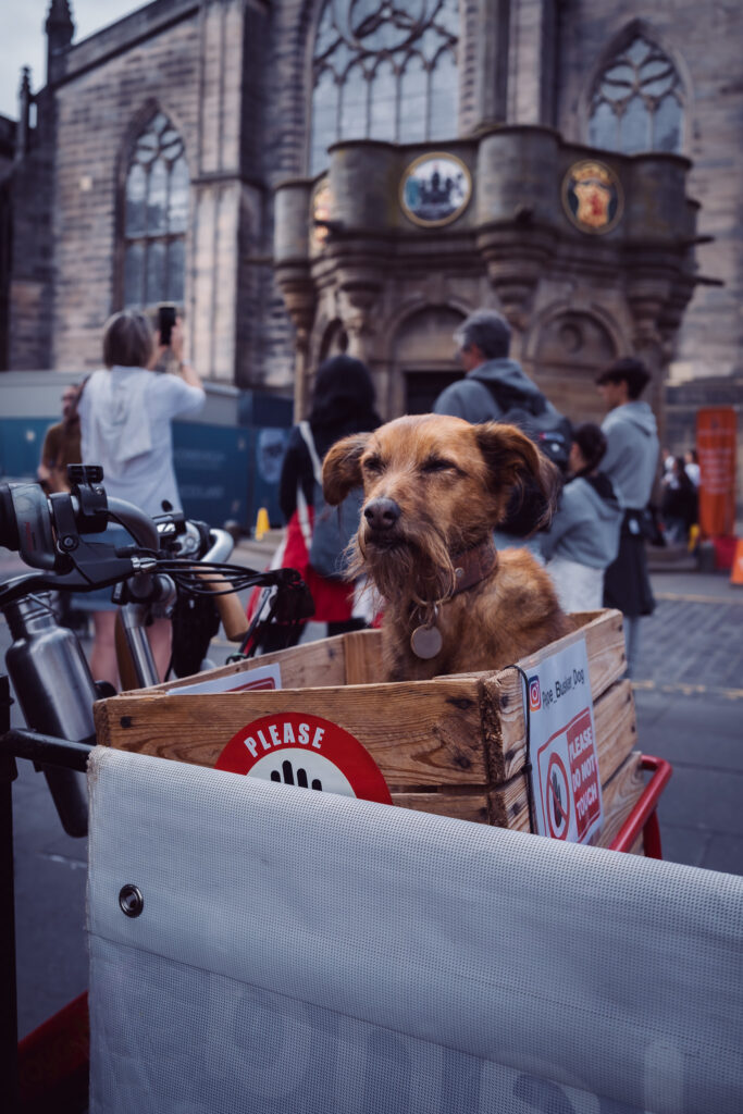 Pies w koszyku na rowerze